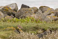 oeverloper (Actitis hypoleucos)