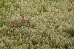 Een kneu (Linaria cannabina)