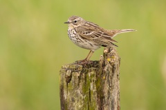 Graspieper (Anthus pratensis)