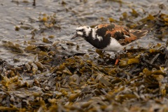 steenloper (Arenaria interpres)