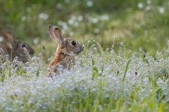 rond het huisje liepen overal konijntjes