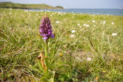 rietorchis