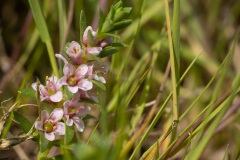 Melkkruid (Glaux maritima) een echt kustplantje