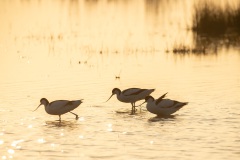 kluten in het avondzonnetje