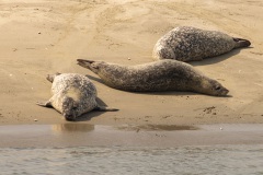 zeehonden op de Zeehondenbank