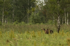 Eland (Alces alces) - Biebrza, Polen