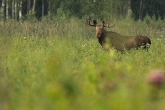 Eland (Alces alces) - Biebrza, Polen