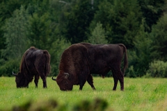 Wisent of Europese bison (Bison bonasus) - Białowieża, Polen