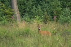 Ree (Capreolus capreolus) - St. Hubert, België