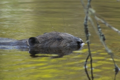 Bever (Castor fiber) - St. Hubert, België