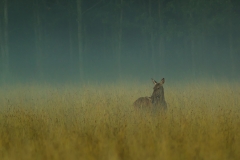 Edelhert (Cervus elaphus) - Białowieża, Polen