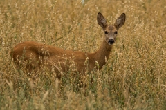 Ree (Capreolus capreolus) - Białowieża, Polen