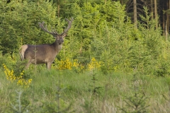 Edelhert (Cervus elaphus) - St. Hubert, België