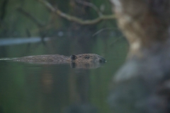 Bever (Castor fiber) - St. Hubert, België