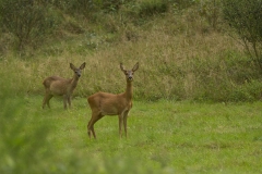 Ree (Capreolus capreolus) - Hammer, Duitsland