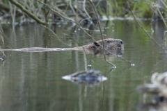 Bever (Castor fiber) - St. Hubert, België