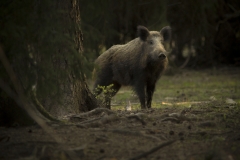 Wild zwijn (Sus scrofa) - St. Hubert, België