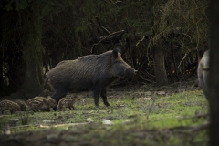 Wild zwijn (Sus scrofa) - St. Hubert, België