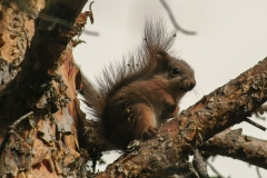 Eekhoorn (Sciurus vulgaris) - Hällingsåfallet, Zweden