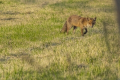 Vos (Vulpes vulpes) - Givry, België