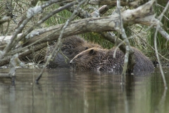 Bever (Castor fiber) - St. Hubert, België