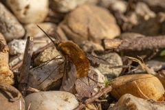 gewone wolzwever (Bombylius major)