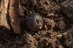 gewone oprolpissebed (Armadillidium vulgare)