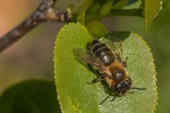 grote bladsnijder (Megachile willughbiella)