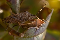 grauwe schildwants (Rhaphigaster nebulosa)