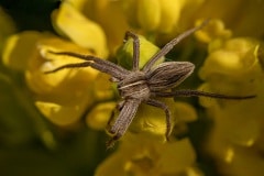 grote wolfspin (Pisaura mirabilis)