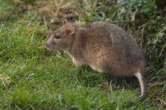 bruine rat (Rattus norvegicus)