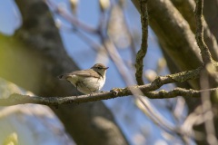 tjiftjaf (Phylloscopus collybita)