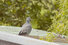 holenduif (Columba oenas)