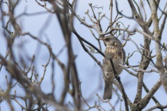 kramsvogel (Turdus pilaris)