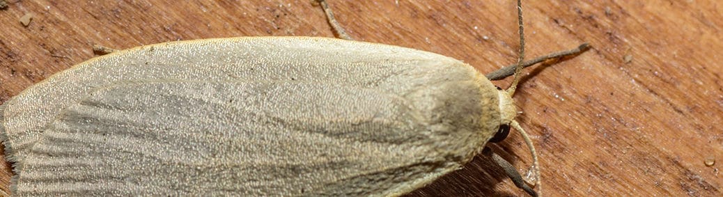 Plat beertje (Eilema lurideola)