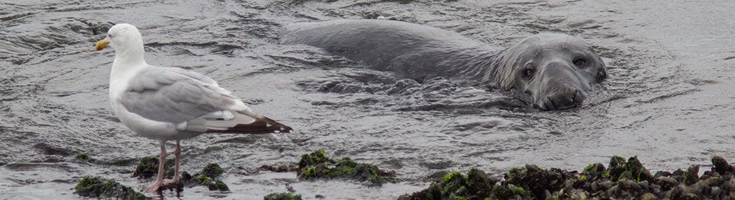 zeehond bij Brouwersdam