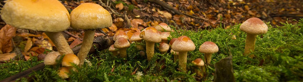 Paddestoelen bij Hammer