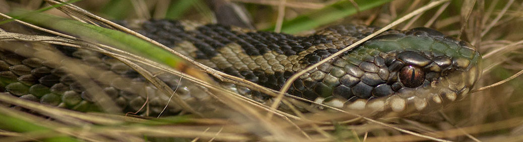 Adder (Vipera Berus)