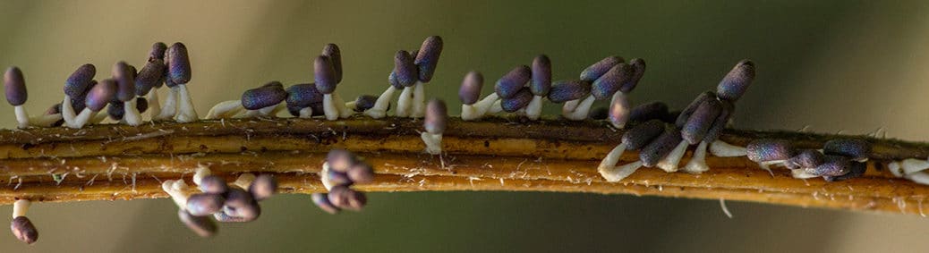 Witpootglinsterkopje (Diachea leucopodia)