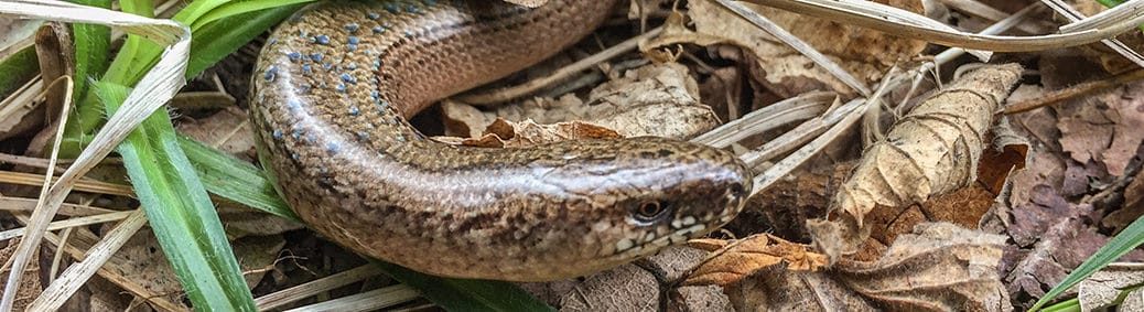 Hazelworm (Anguis fragilis)