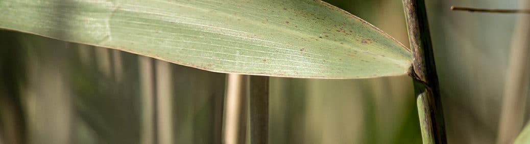 Riet (Phragmites australis)
