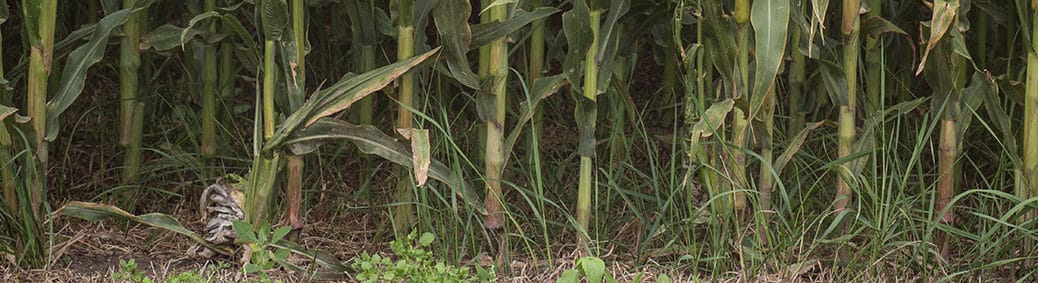 Builenbrand (Ustilago maydis)