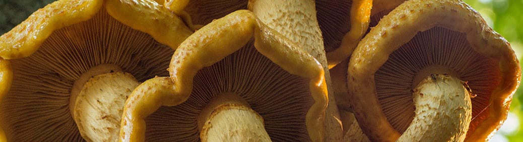 goudvliesbundelzwam (Pholiota aurivella)