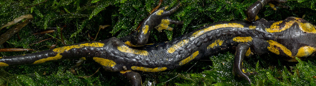 Vuursalamander (Salamandra salamandra terrestris)