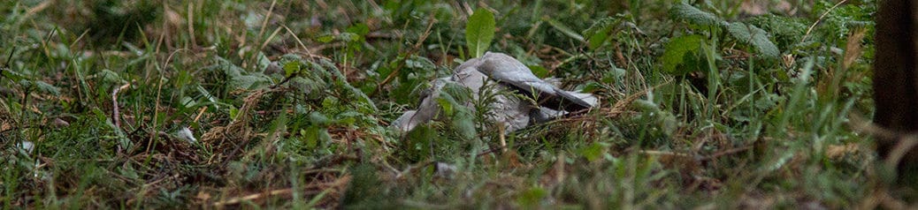 Streptopelia decaocto