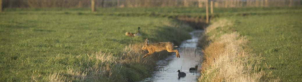 vogelhut Leerbroek