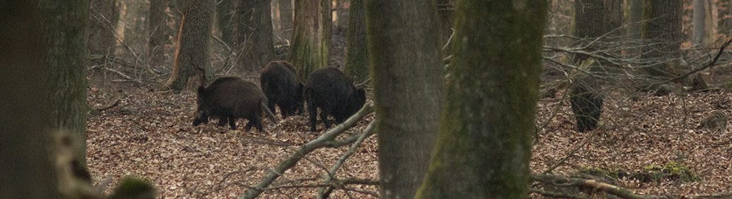 rotte wild zwijn (Sus scrofa)