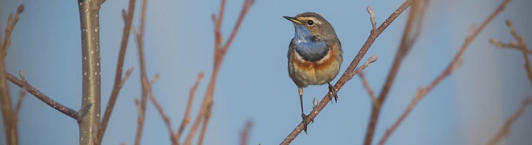 Blauwborst (Luscinia svecica)