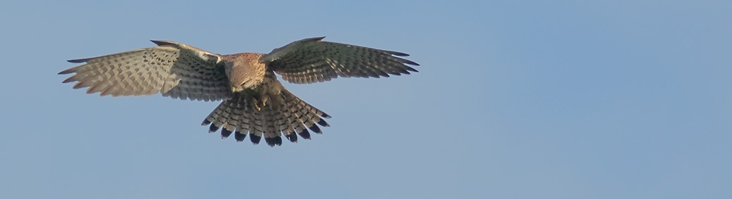 torenvalk (Falco tinnunculus)