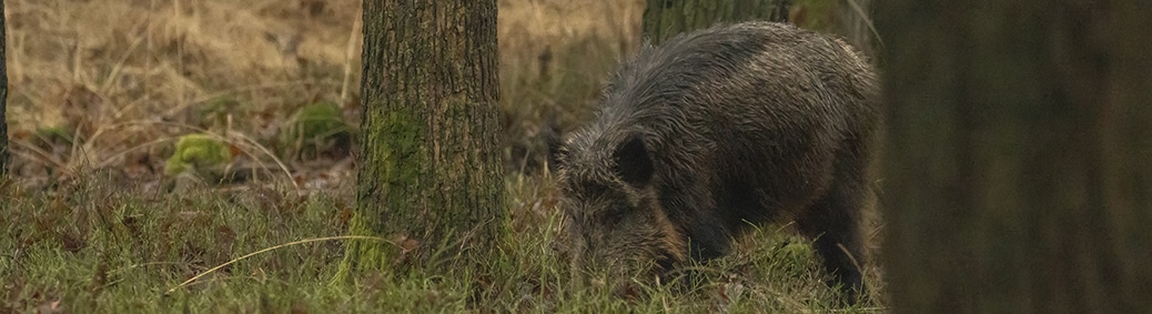 wild zwijn (Sus scrofa)